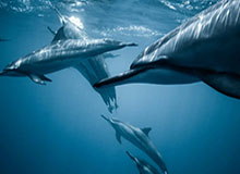 电子游戏官网-绍尔远距离发炮，李昊将球扑出